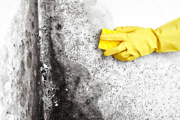 Best Mold Removal Company Near Me  in Attleboro, MA