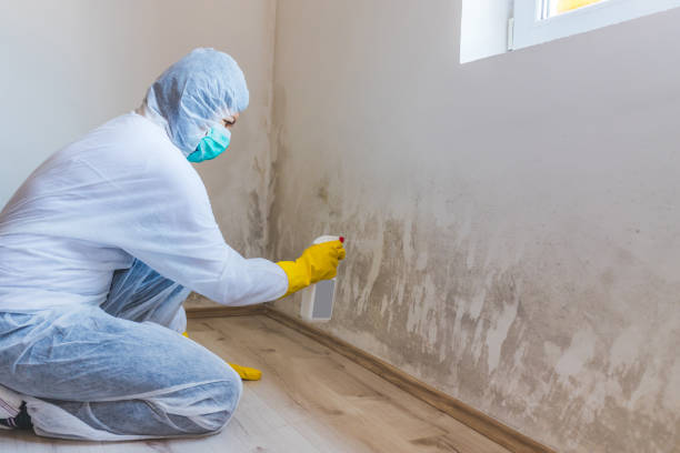 Best Mold Damage Repair  in Attleboro, MA
