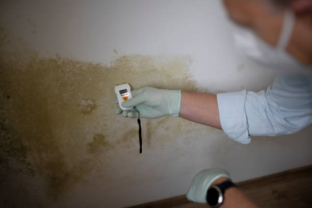 Best Home Mold Removal  in Attleboro, MA