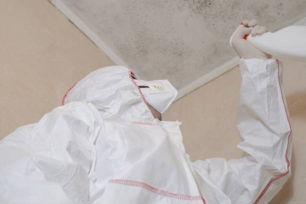 Best Mold Removal Near Me  in Attleboro, MA