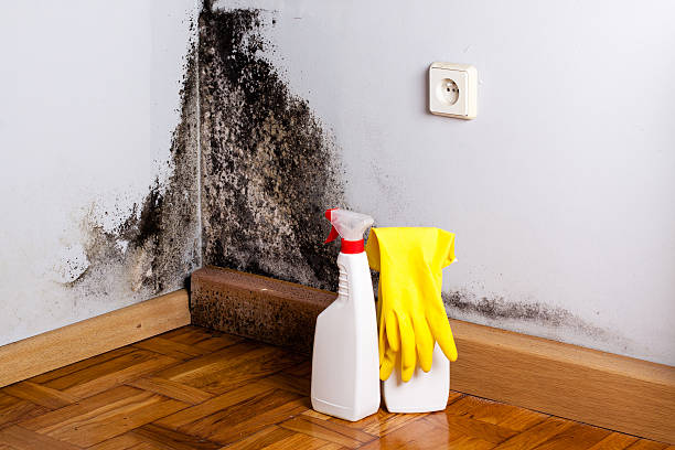 Best Mold Removal Process  in Attleboro, MA