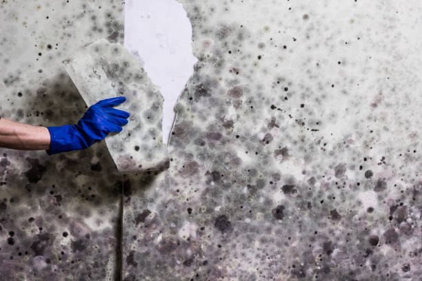 Mold Removal and Inspection in Attleboro, MA