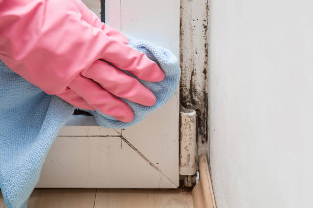 Best Mold Removal and Inspection  in Attleboro, MA