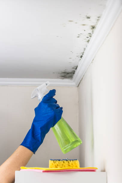 Best Toxic Mold Removal  in Attleboro, MA