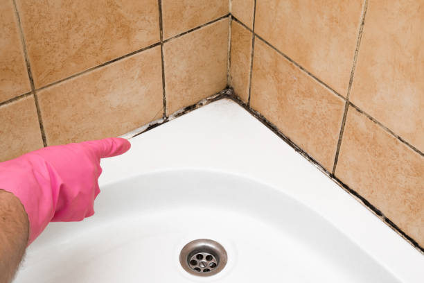 Best Office Mold Removal Services  in Attleboro, MA