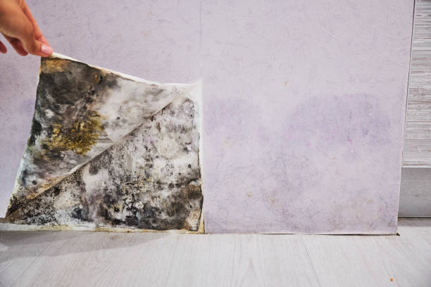 Best Mold Testing  in Attleboro, MA